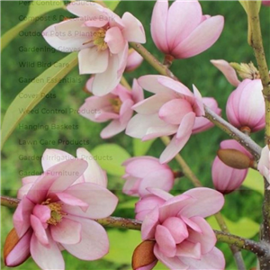 Michelia (Magnolia) 'Fairy Magnolia Blush'